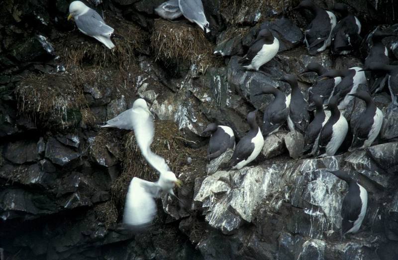 Black-legged Kittiwake colony (Rissa tridactyla) {!--세가락갈매기--> and Common Murre colony; DISPLAY FULL IMAGE.