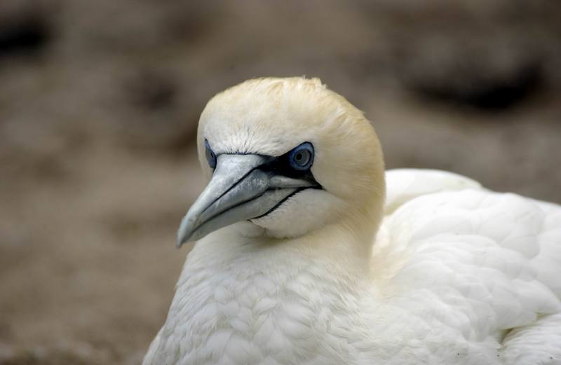 Northern Gannet (Morus bassanus) {!--북방가넷-->; DISPLAY FULL IMAGE.