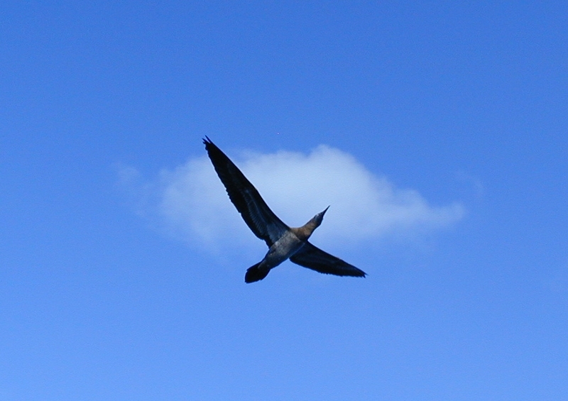 Booby flying; DISPLAY FULL IMAGE.