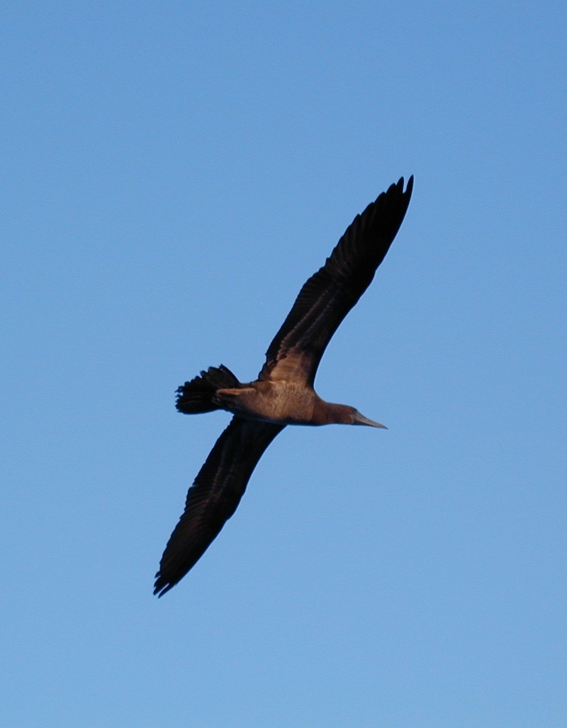 Booby flying; DISPLAY FULL IMAGE.