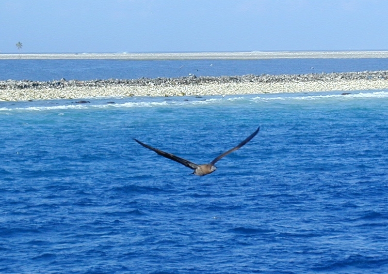 Booby flying; DISPLAY FULL IMAGE.