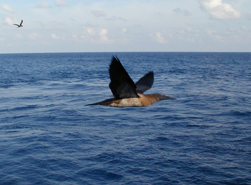 Booby flying; DISPLAY FULL IMAGE.