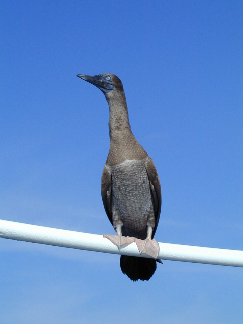 Booby; DISPLAY FULL IMAGE.