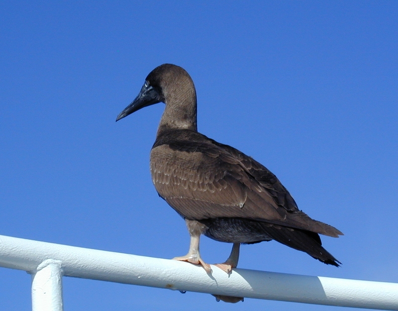 Booby; DISPLAY FULL IMAGE.