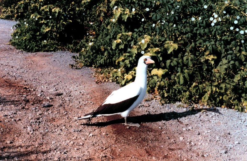 Masked Booby (Sula dactylatra) {!--가면부비-->; DISPLAY FULL IMAGE.