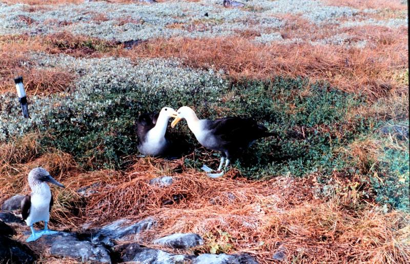 Blue-footed Booby & nesting Waved Albatross pair; DISPLAY FULL IMAGE.