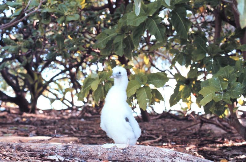 Booby chick; DISPLAY FULL IMAGE.