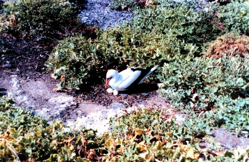 Masked Booby and eggs (Sula dactylatra) {!--가면부비-->; DISPLAY FULL IMAGE.