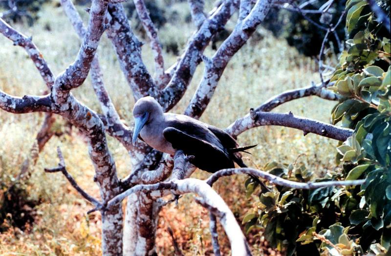 Red-footed Booby perched (Sula sula) {!--붉은발부비(얼가니새)-->; DISPLAY FULL IMAGE.