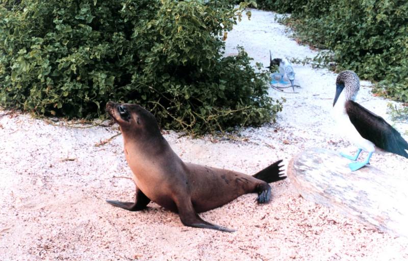 Galapagos sea lion & Blue-footed booby; DISPLAY FULL IMAGE.