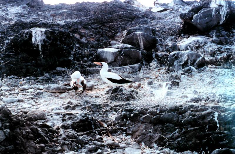 Masked Booby pair (Sula dactylatra) {!--가면부비-->; DISPLAY FULL IMAGE.