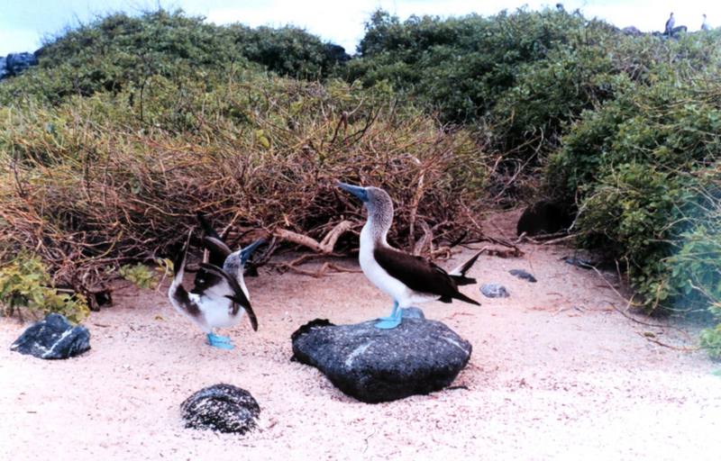 Blue-footed Booby pair (Sula nebouxii) {!--푸른발부비-->; DISPLAY FULL IMAGE.