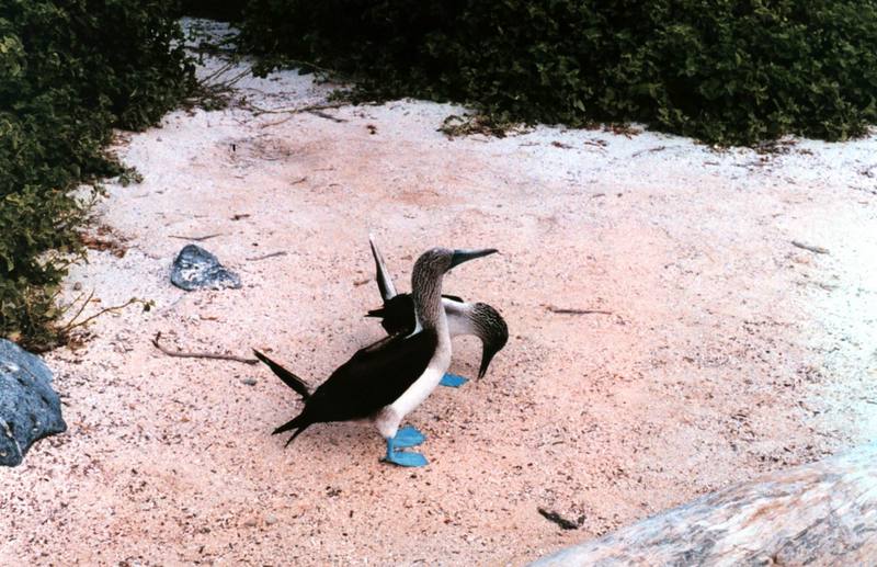 Blue-footed Booby pair (Sula nebouxii) {!--푸른발부비-->; DISPLAY FULL IMAGE.