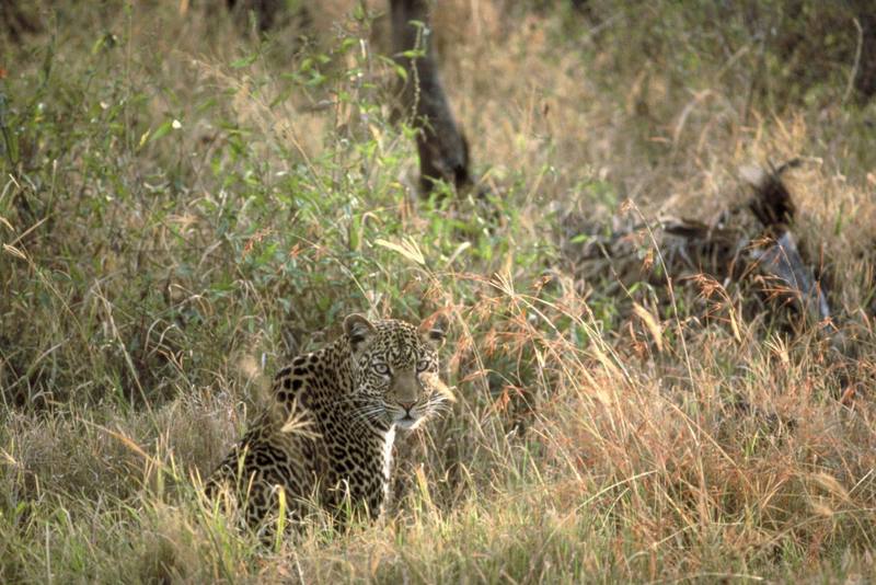 Tanzania - African Leopard (Panthera pardus) {!--아프리카표범(탄자니아)-->; DISPLAY FULL IMAGE.