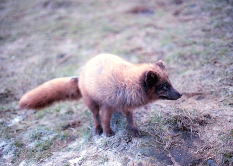 Red Fox (Vulpes vulpes) {!--미국여우(붉은여우)-->; DISPLAY FULL IMAGE.