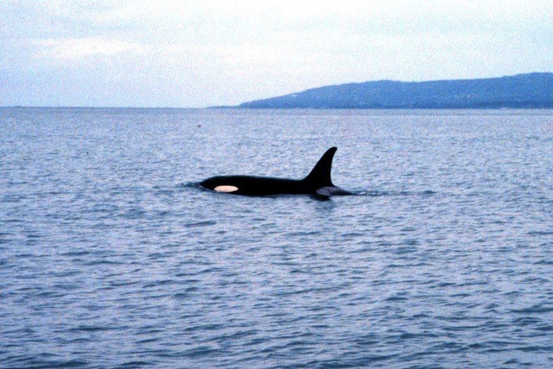 Killer Whale (Orcinus orca) {!--범고래-->; DISPLAY FULL IMAGE.