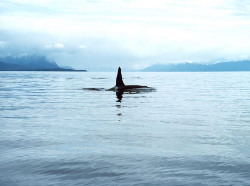 Killer Whale (Orcinus orca) {!--범고래-->; DISPLAY FULL IMAGE.
