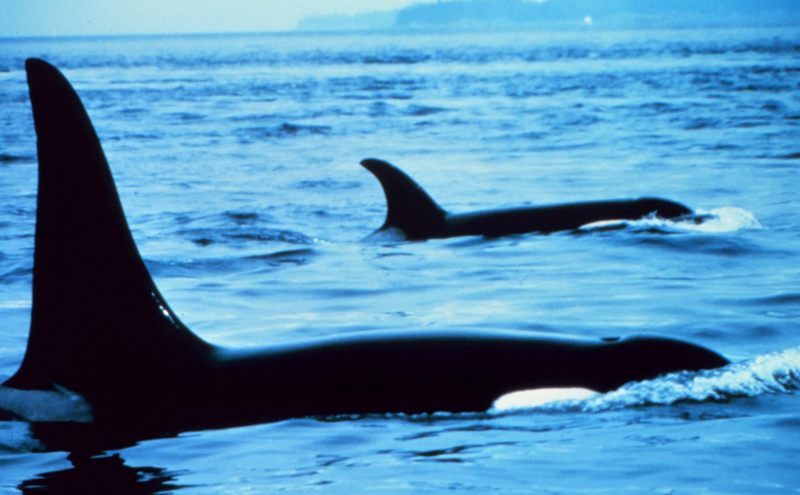 Killer Whales (Orcinus orca) {!--범고래-->; DISPLAY FULL IMAGE.