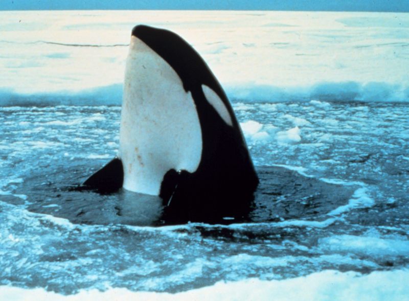 Killer Whale (Orcinus orca) {!--범고래-->; DISPLAY FULL IMAGE.