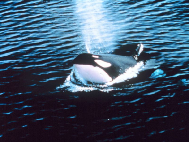 Killer Whale (Orcinus orca) {!--범고래-->; DISPLAY FULL IMAGE.