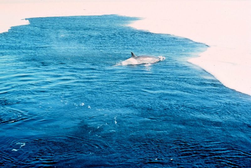 Killer Whale (Orcinus orca) {!--범고래-->; DISPLAY FULL IMAGE.