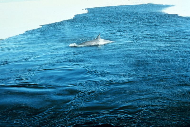 Killer Whale (Orcinus orca) {!--범고래-->; DISPLAY FULL IMAGE.