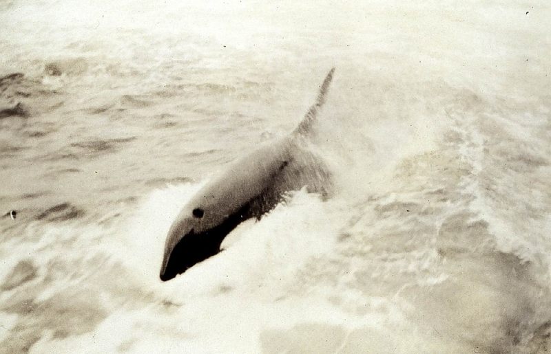 Killer Whale (Orcinus orca) {!--범고래-->; DISPLAY FULL IMAGE.