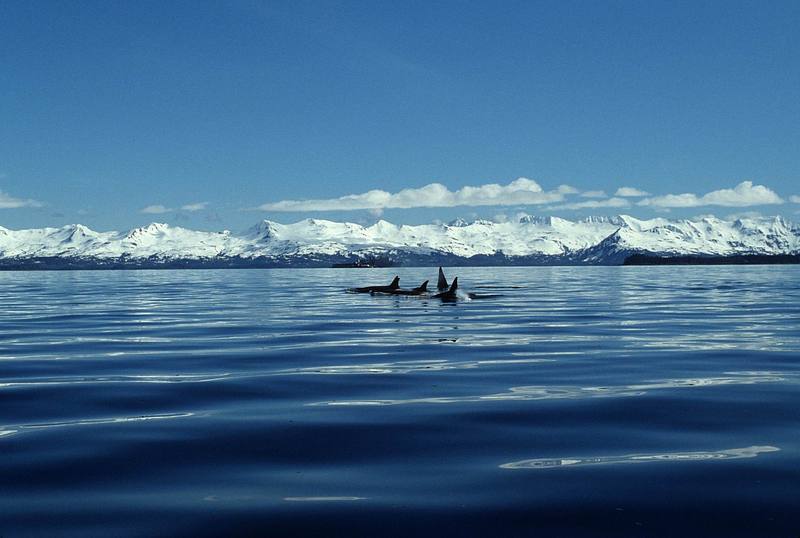 Killer Whales (Orcinus orca) {!--범고래-->; DISPLAY FULL IMAGE.