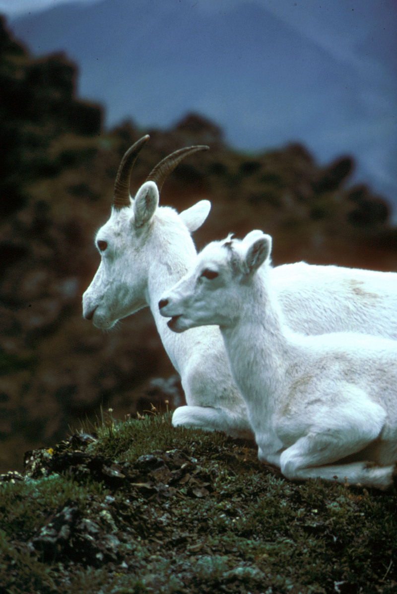 Dall Sheep mother & lamb (Ovis dalli) {!--돌산양-->; DISPLAY FULL IMAGE.