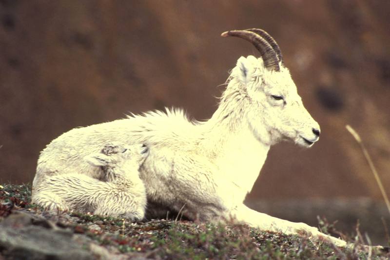 Dall Sheep lamb (Ovis dalli) {!--돌산양-->; DISPLAY FULL IMAGE.