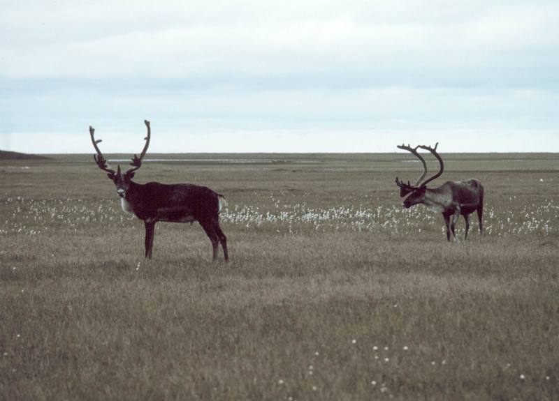 Caribou (Rangifer tarandus) {!--순록)-->; DISPLAY FULL IMAGE.
