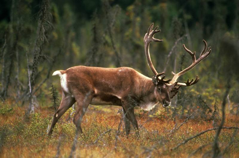 Caribou (Rangifer tarandus) {!--순록-->; DISPLAY FULL IMAGE.