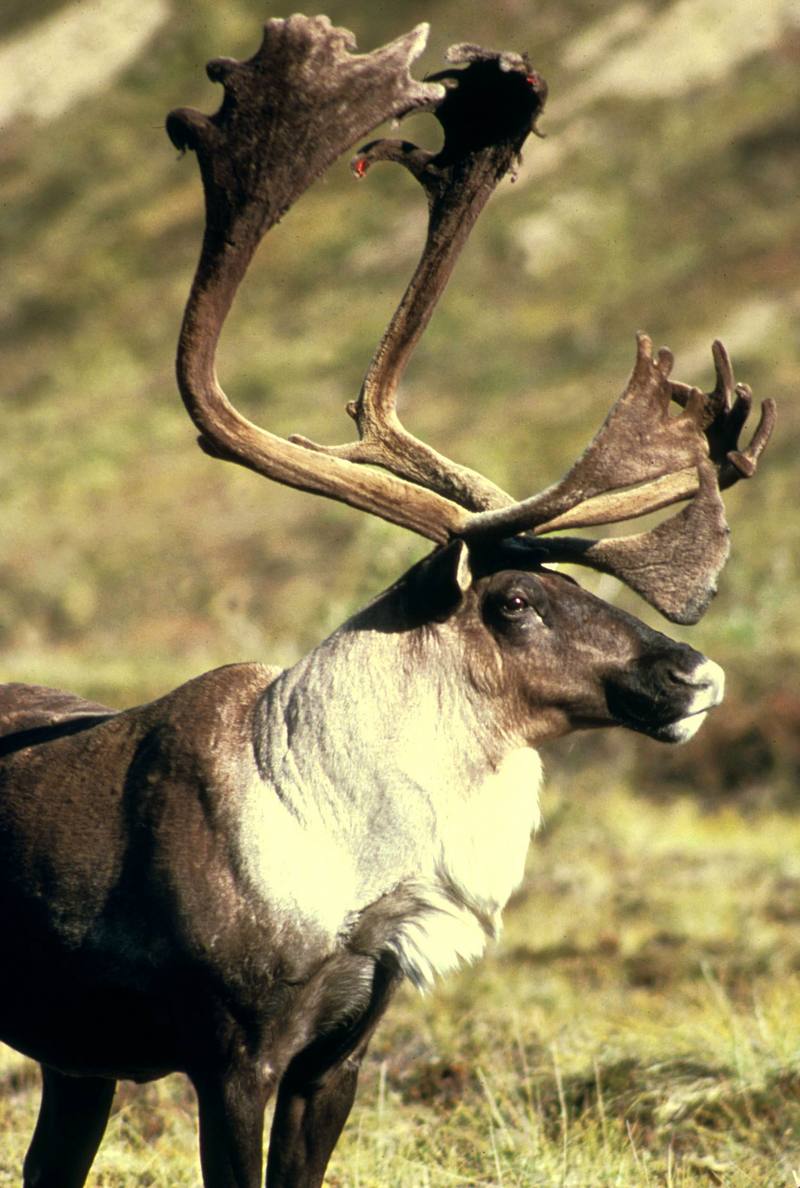 Caribou (Rangifer tarandus) {!--순록-->; DISPLAY FULL IMAGE.