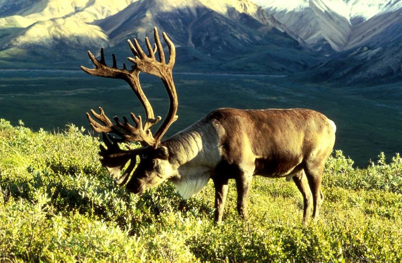 Caribou (Rangifer tarandus) {!--순록-->; DISPLAY FULL IMAGE.