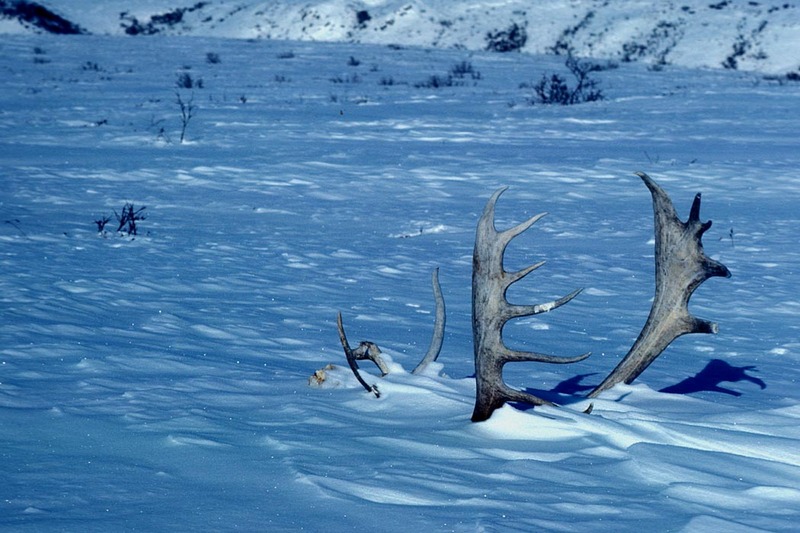 Caribou antlers (Rangifer tarandus) {!--순록-->; DISPLAY FULL IMAGE.