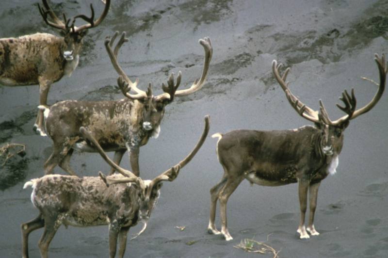 Caribou herd (Rangifer tarandus) {!--순록-->; DISPLAY FULL IMAGE.