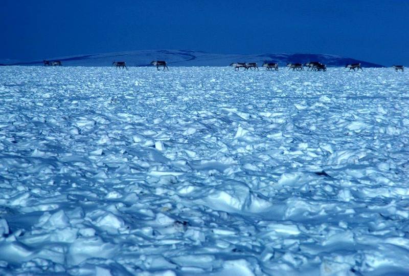 Caribou herd (Rangifer tarandus) {!--순록-->; DISPLAY FULL IMAGE.