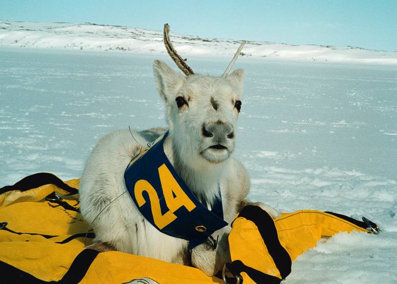 Caribou calf (Rangifer tarandus) {!--순록-->; DISPLAY FULL IMAGE.