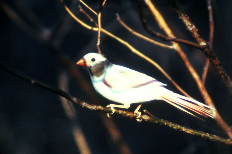 Northern Cardinal albino (Cardinalis cardinalis) {!--홍관조-->; DISPLAY FULL IMAGE.