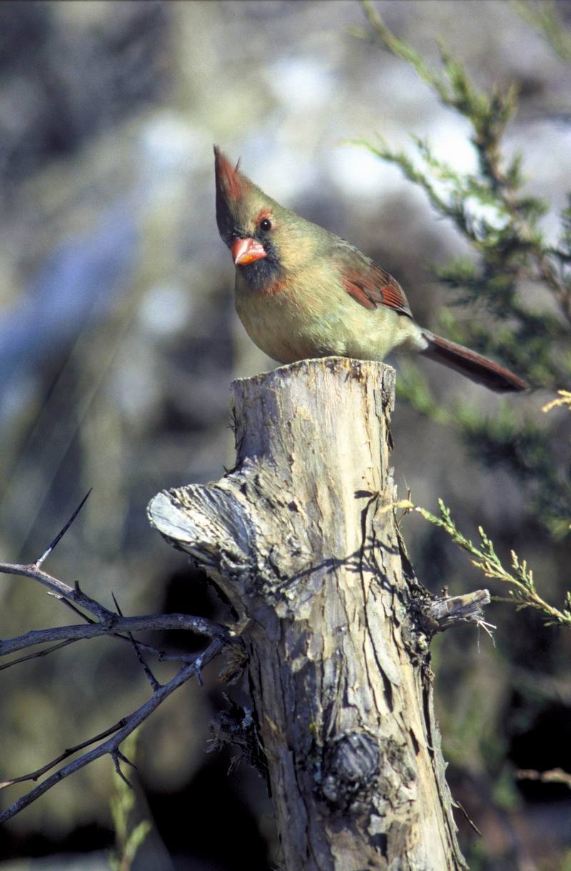 Northern Cardinal female (Cardinalis cardinalis) {!--홍관조-->; DISPLAY FULL IMAGE.