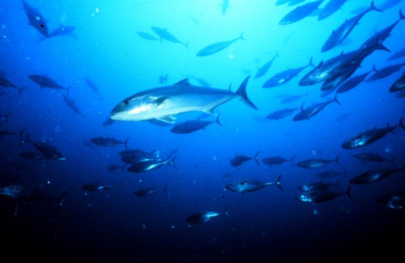 Greater Amberjack (Seriola dumerili) {!--잿방어-->; DISPLAY FULL IMAGE.