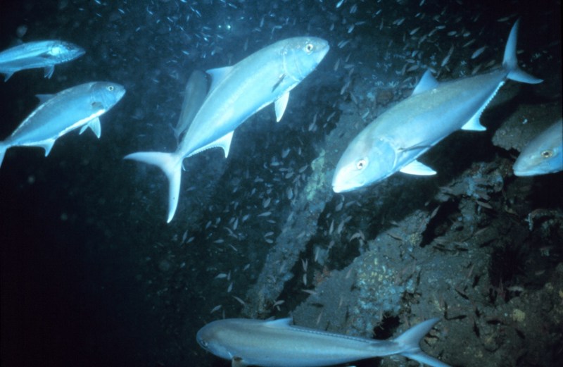 Greater Amberjack (Seriola dumerili) {!--잿방어-->; DISPLAY FULL IMAGE.