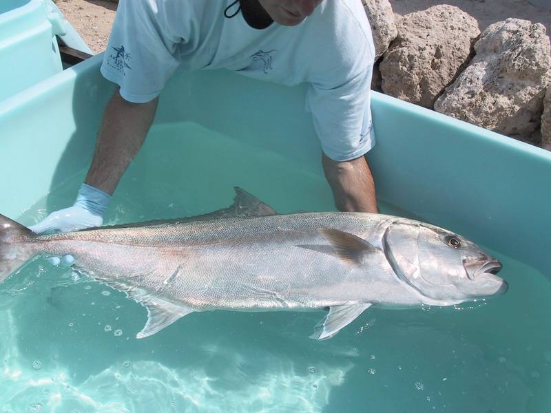 Greater Amberjack (Seriola dumerili) {!--잿방어-->; DISPLAY FULL IMAGE.