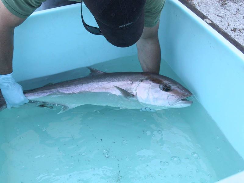 Greater Amberjack (Seriola dumerili) {!--잿방어-->; DISPLAY FULL IMAGE.