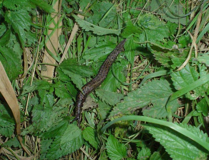 Leopard Slug (Limax maximus); DISPLAY FULL IMAGE.