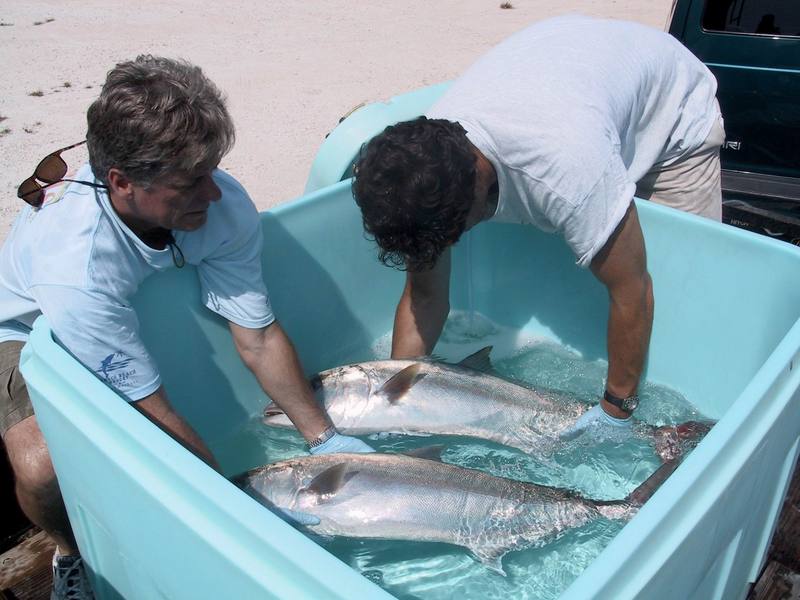 Greater Amberjack (Seriola dumerili) {!--잿방어-->; DISPLAY FULL IMAGE.