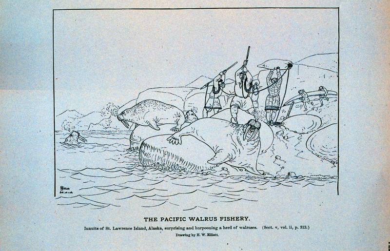 Inuit's hunting of Walrus (Odobenus rosmarus) {!--바다코끼리-->; DISPLAY FULL IMAGE.