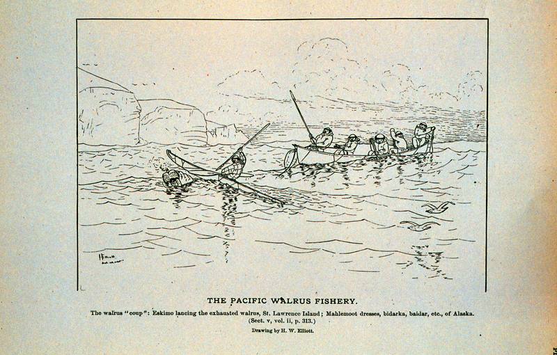 Eskimo's hunting of Walrus (Odobenus rosmarus) {!--바다코끼리-->; DISPLAY FULL IMAGE.