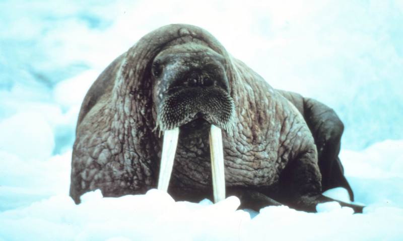 Pacific Walrus (Odobenus rosmarus divergens) {!--태평양 바다코끼리-->; DISPLAY FULL IMAGE.