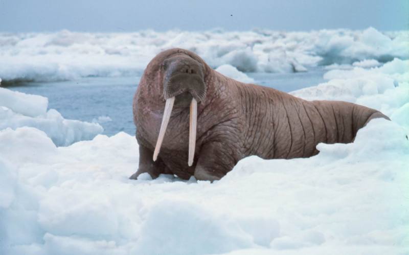 Pacific Walrus (Odobenus rosmarus divergens) {!--태평양 바다코끼리-->; DISPLAY FULL IMAGE.